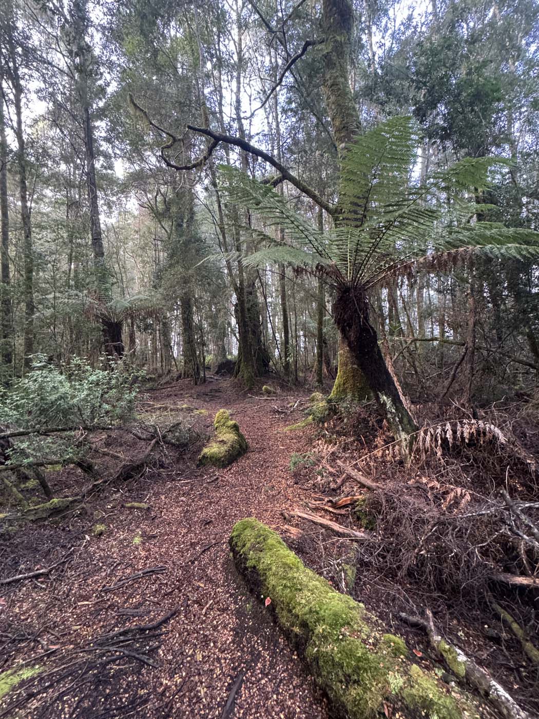 Whyte river walk (6)