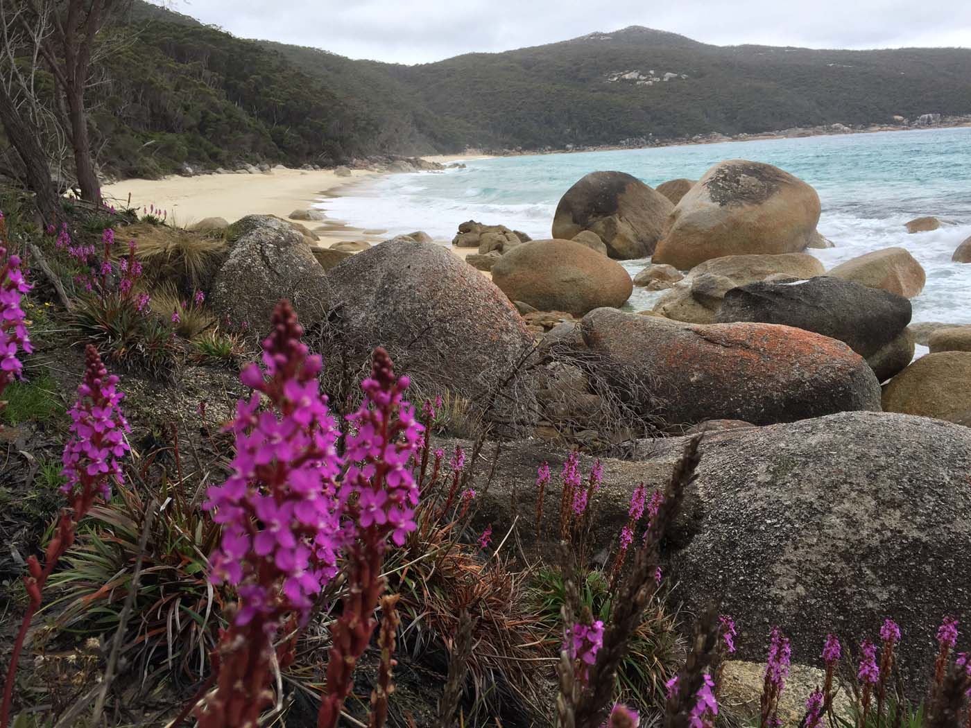 Little waterloo bay hike (7)