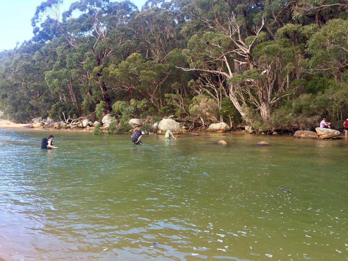 Wilsons prom sealers cove hike 13