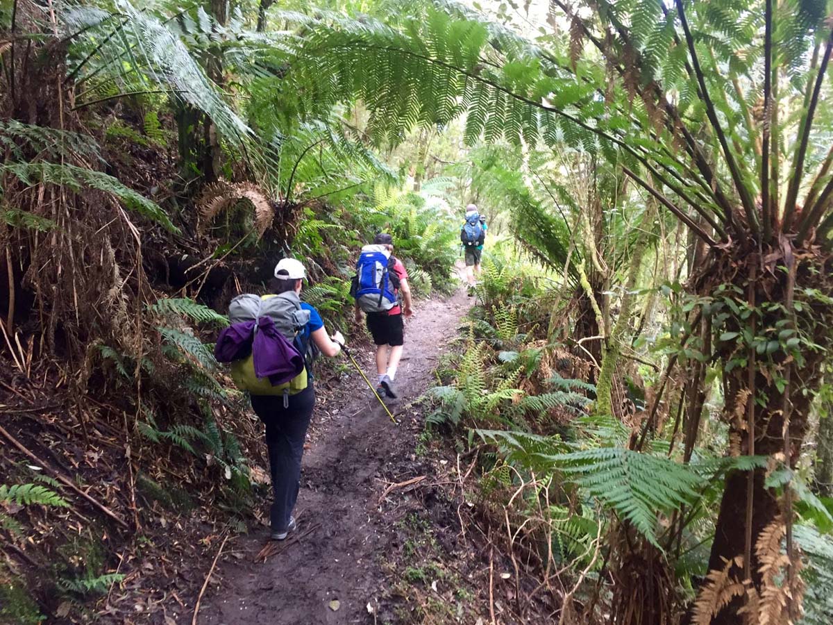 Wilsons prom sealers cove hike 16