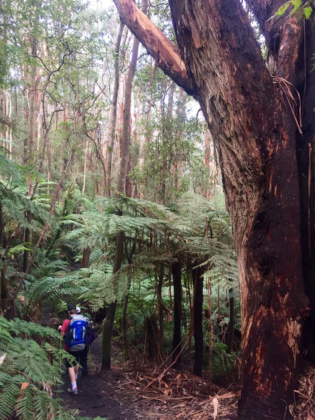 Wilsons prom south east circuit hike (4)