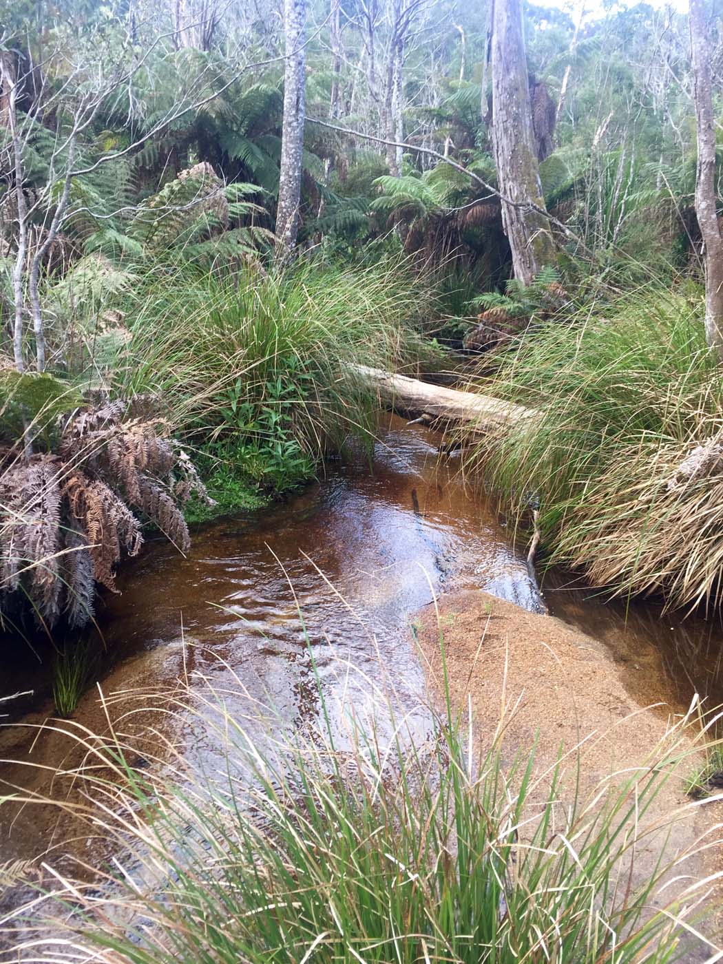 Wilsons prom south east circuit hike (7)