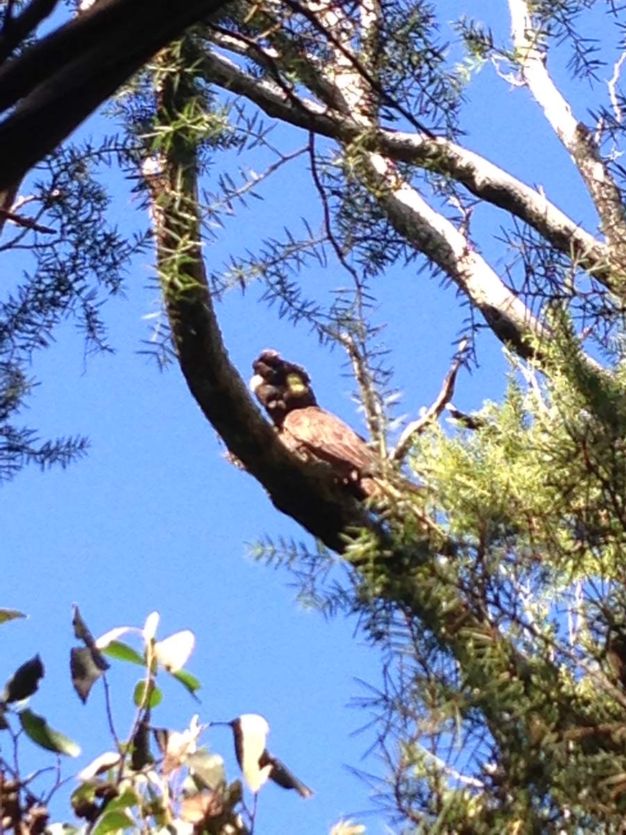 Wilsons prom southern circuit hike 1