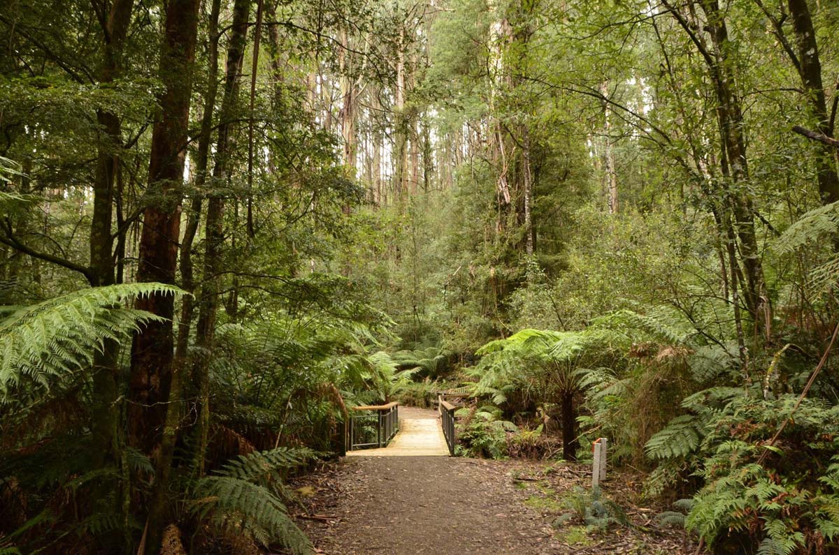 Wirrawill, myrtle gully, tanglefoot tracks hike 1