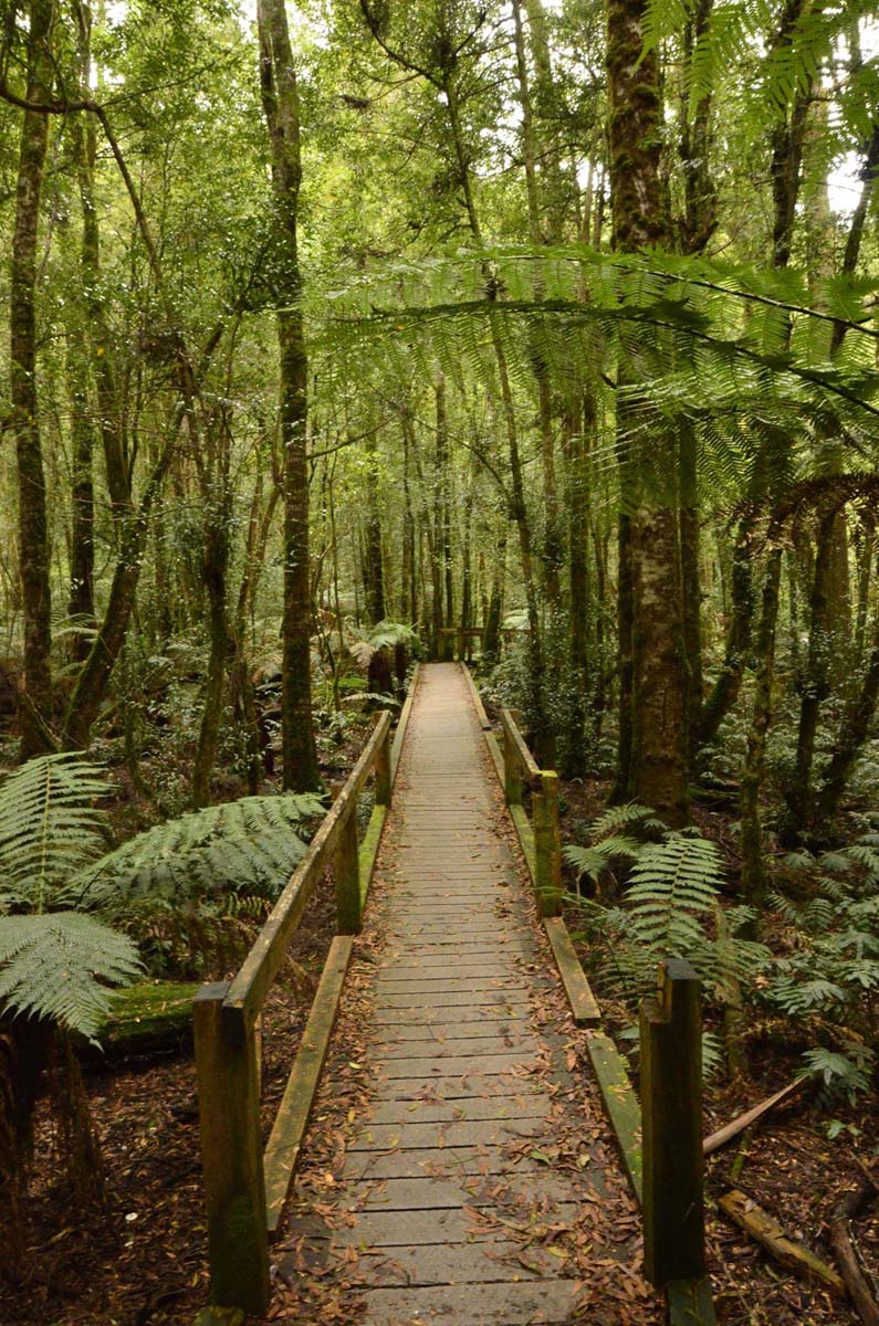 Wirrawill, myrtle gully, tanglefoot tracks hike 10