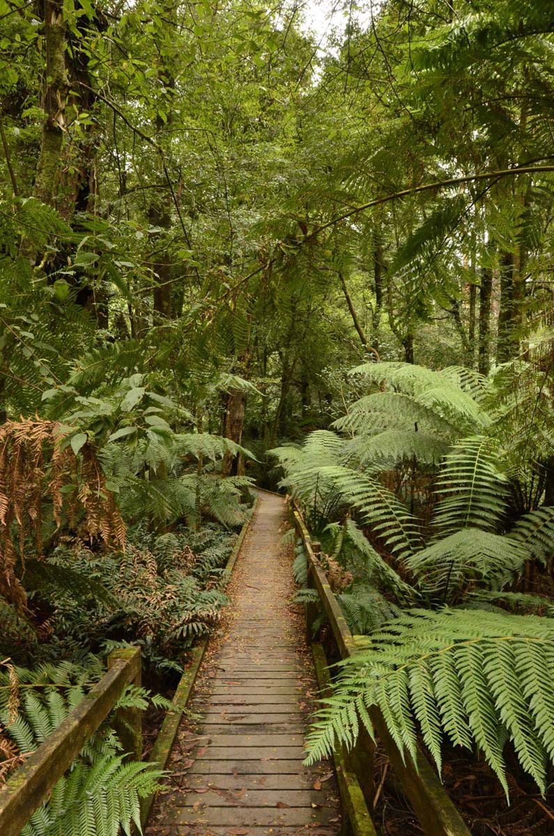 Wirrawill, myrtle gully, tanglefoot tracks hike 11