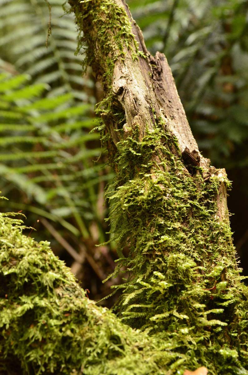 Wirrawill, myrtle gully, tanglefoot tracks hike 12
