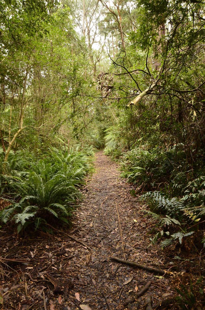 Wirrawill, myrtle gully, tanglefoot tracks hike 13