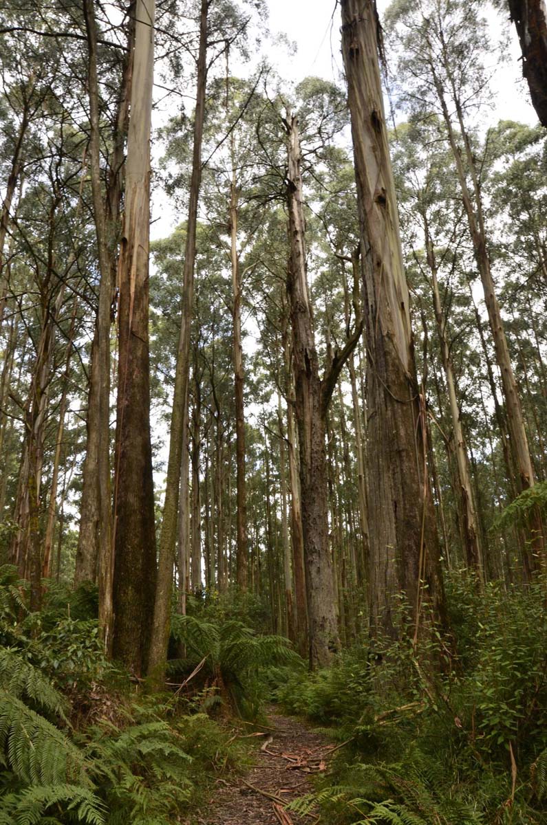 Wirrawill, myrtle gully, tanglefoot tracks hike 2