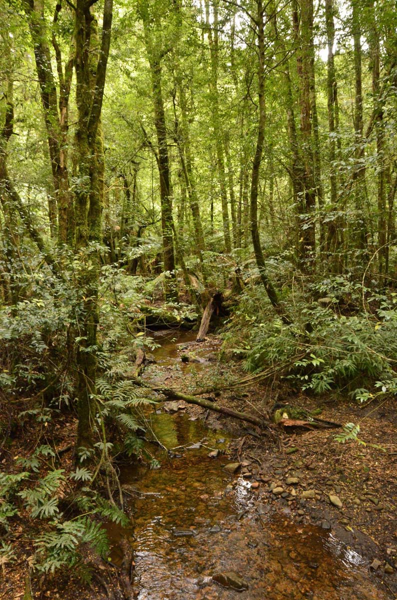Wirrawill, myrtle gully, tanglefoot tracks hike 3
