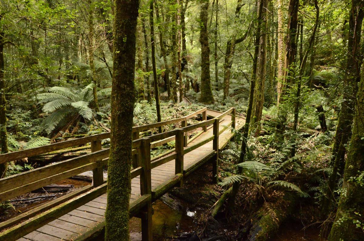 Wirrawill, myrtle gully, tanglefoot tracks hike 4