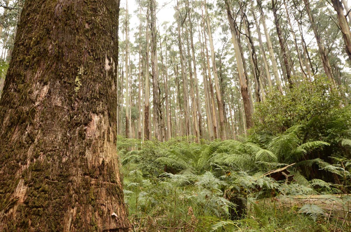 Wirrawill, myrtle gully, tanglefoot tracks hike 5
