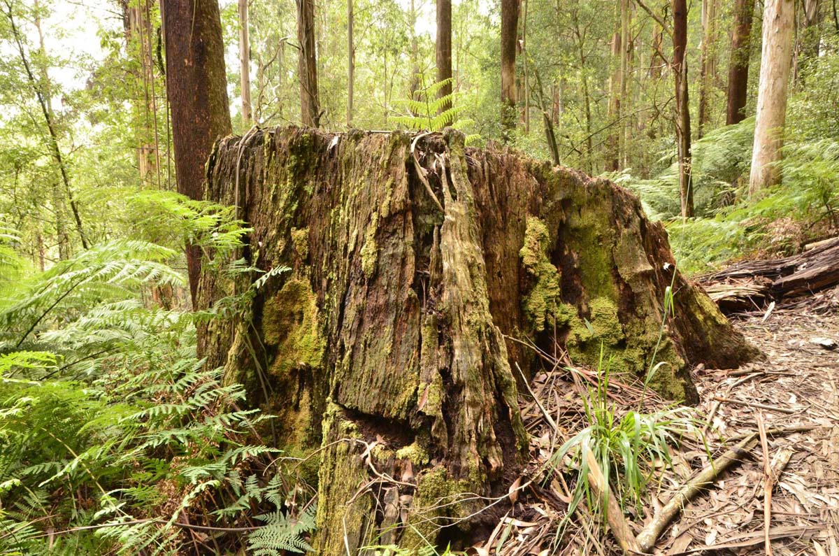 Wirrawill, myrtle gully, tanglefoot tracks hike 7