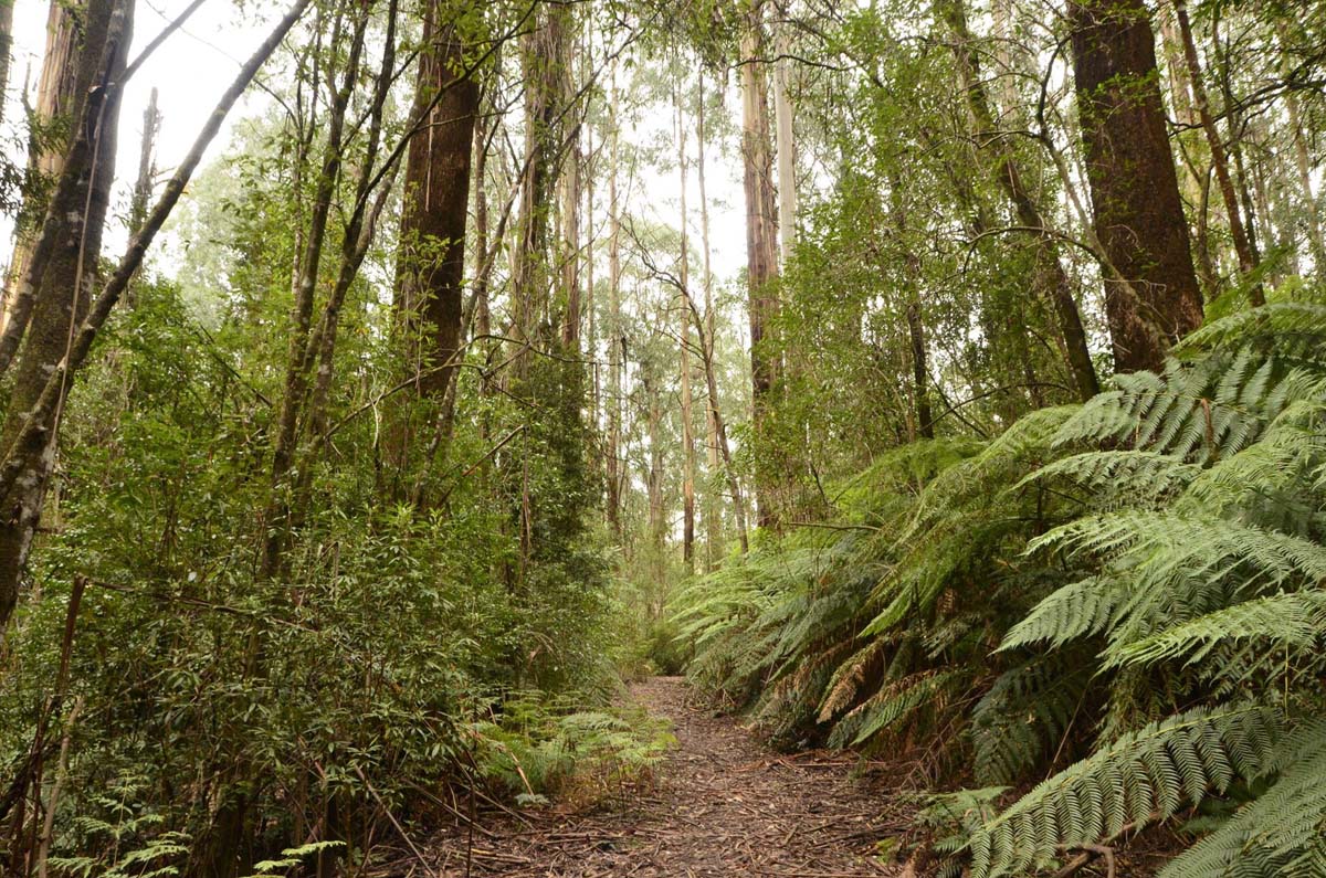 Wirrawill, myrtle gully, tanglefoot tracks hike 8