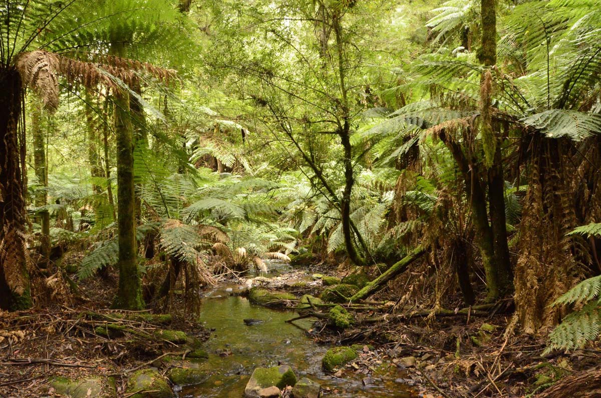 Wirrawill, myrtle gully, tanglefoot tracks hike 9