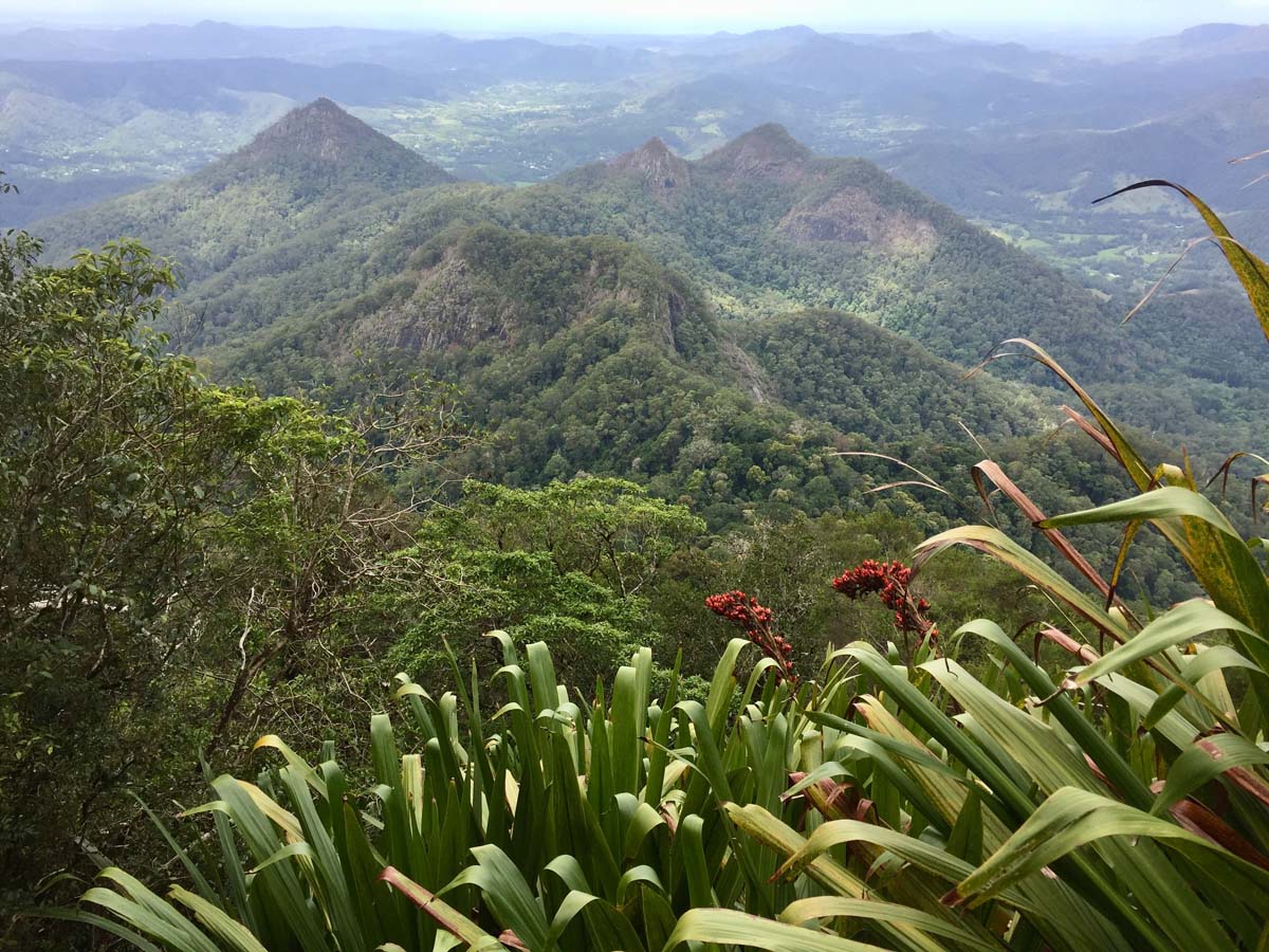 Wollumbin hike summit track 15