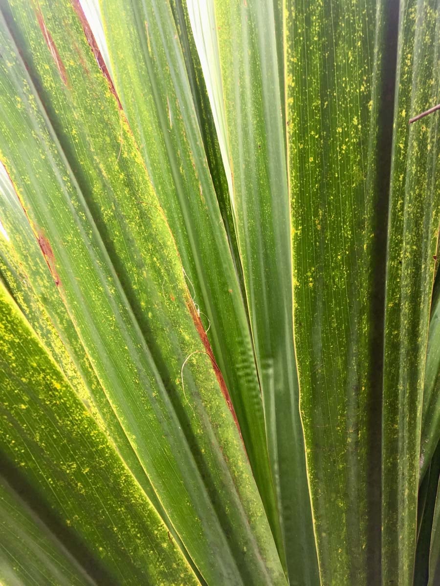 Wollumbin hike summit track 16