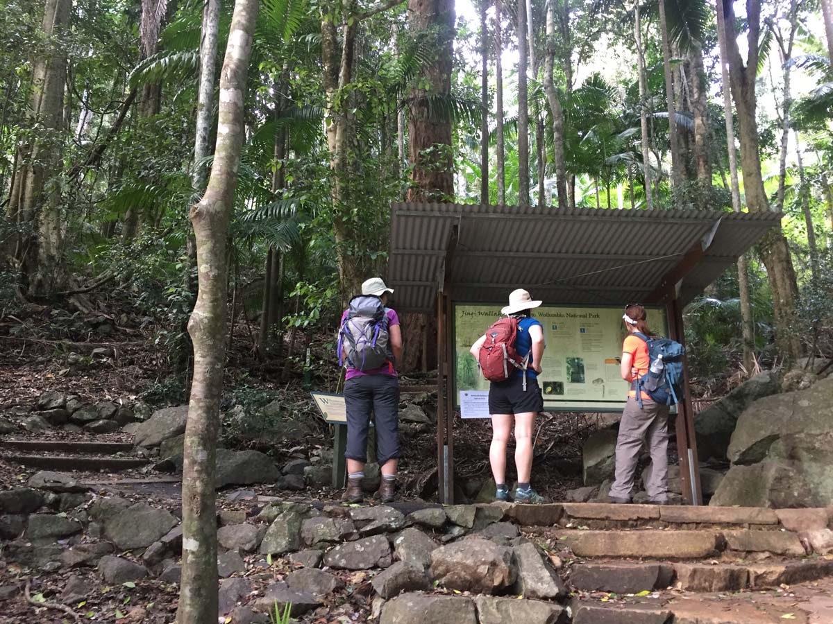 Wollumbin hike summit track 23