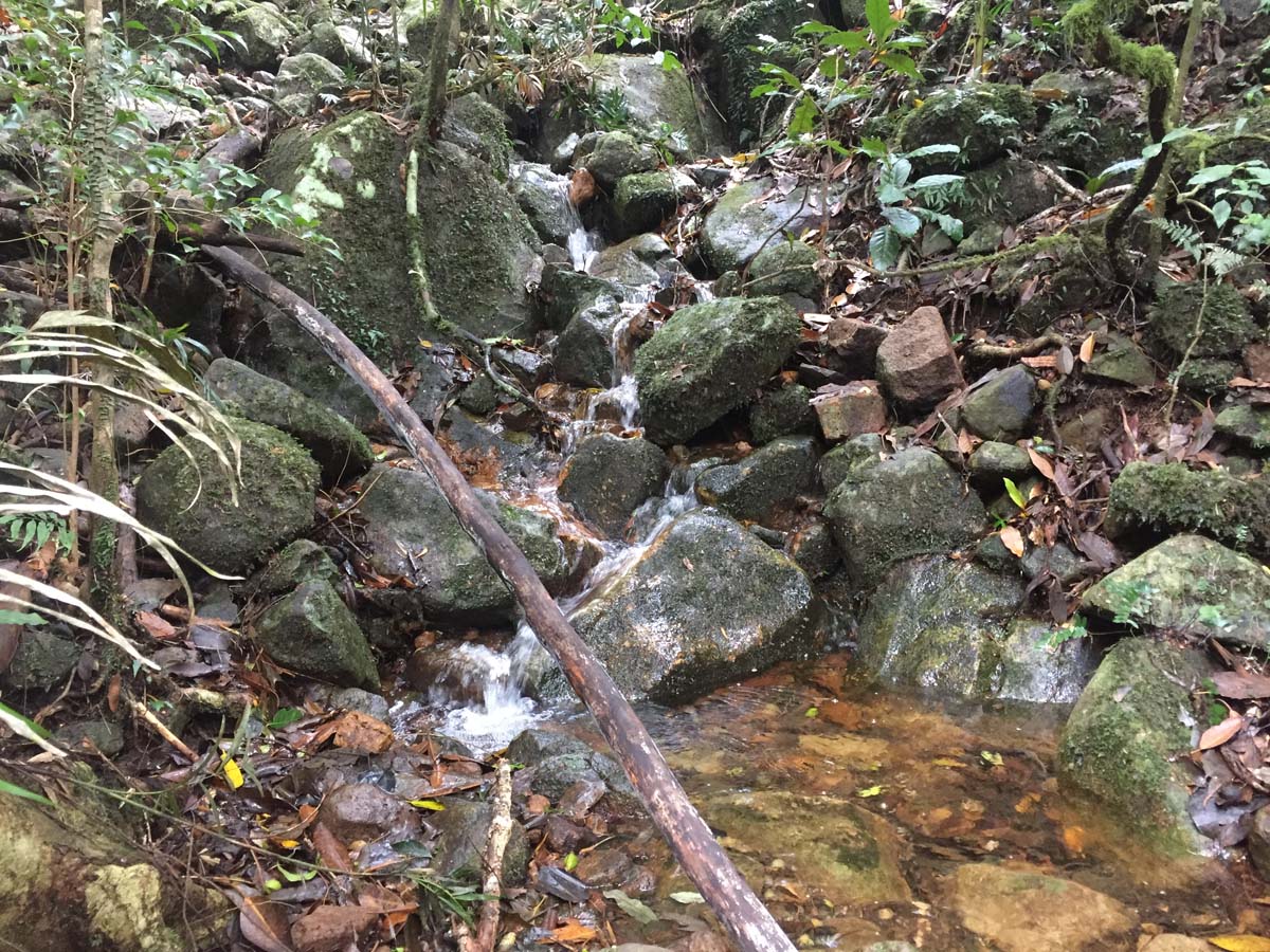 Wollumbin hike summit track 5