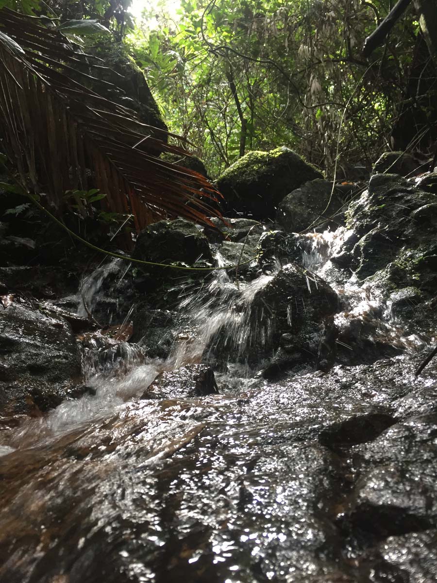 Wollumbin hike summit track 52