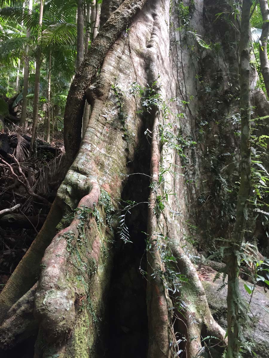 Wollumbin hike summit track 55