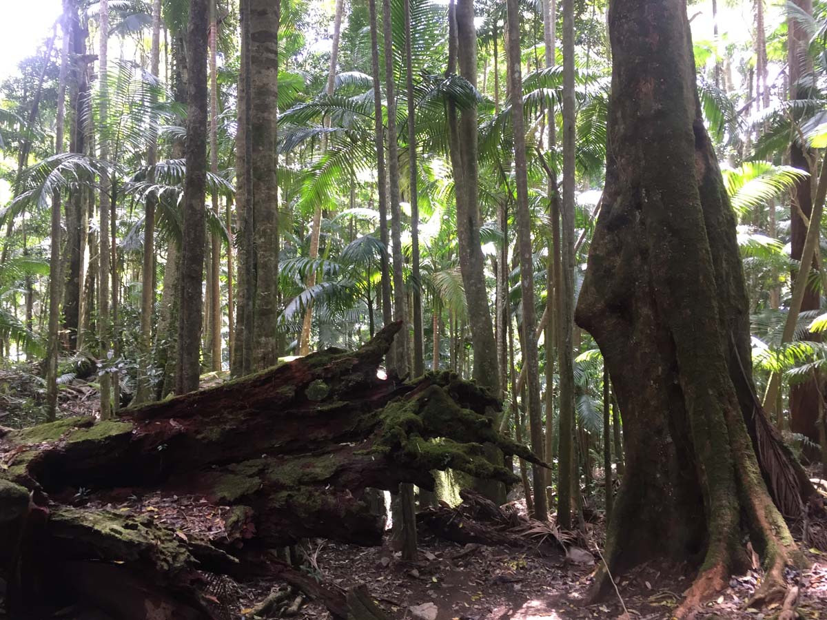 Wollumbin hike summit track 56