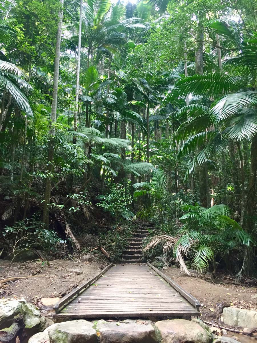 Wollumbin hike summit track 59