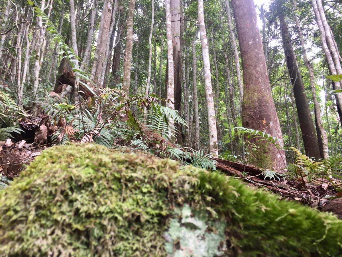 Wollumbin hike summit track 9