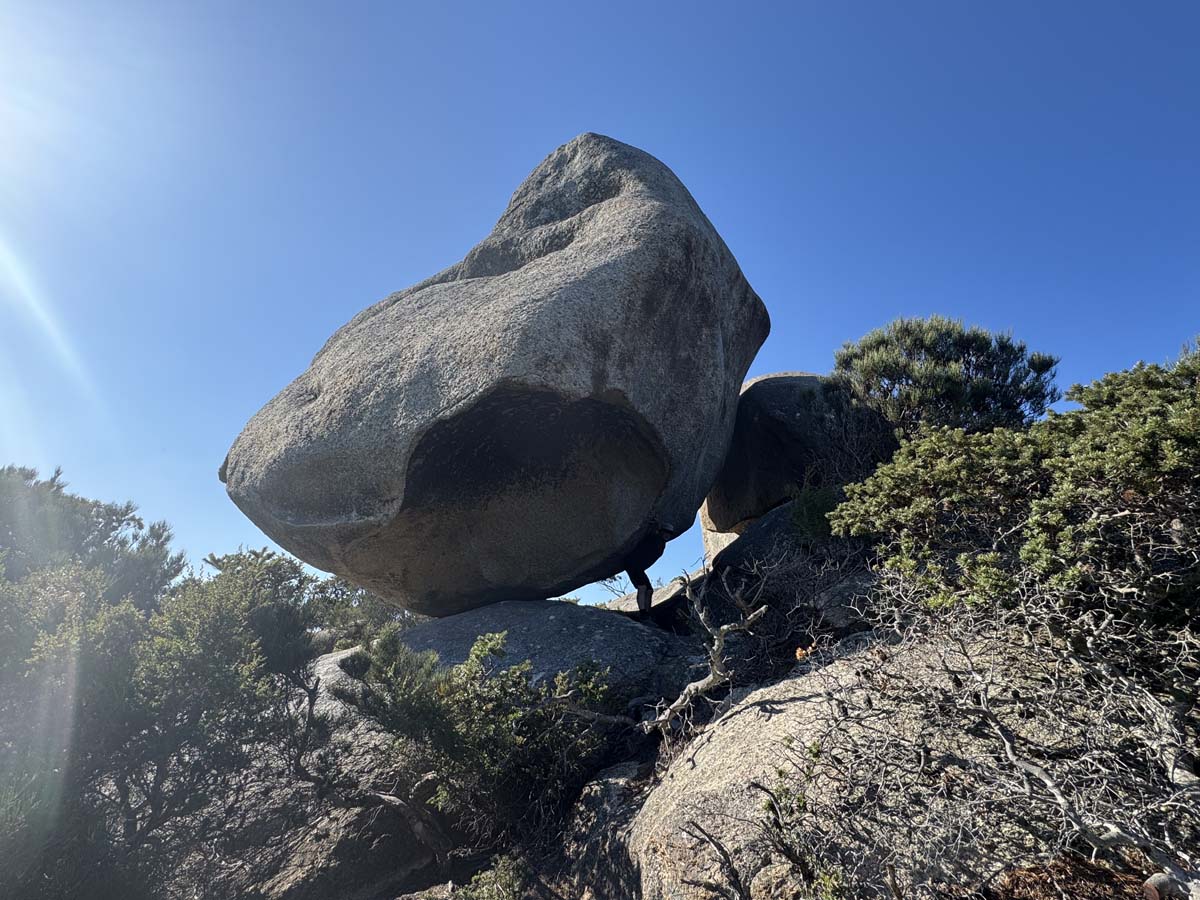 Wombat rock track mt killiecrankie 24