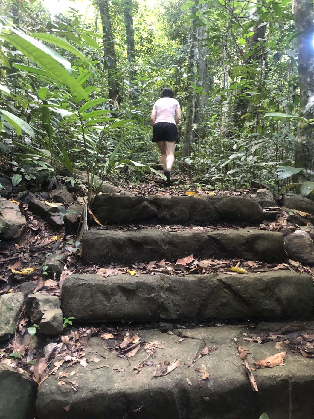 Wompoo walk (23)