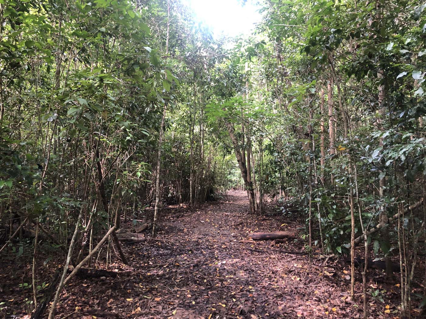 Wompoo walk (4)