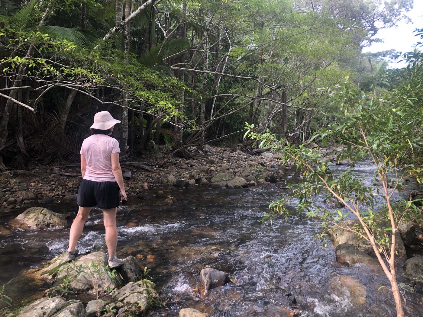 Wompoo walk (9)