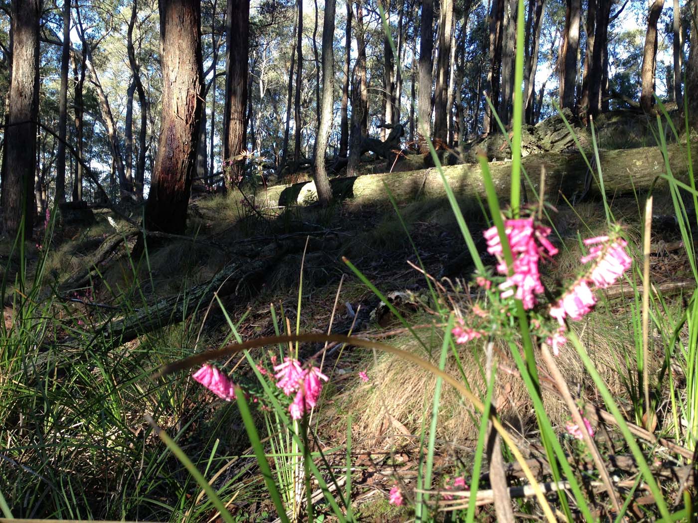 Yankee creek hike (10)