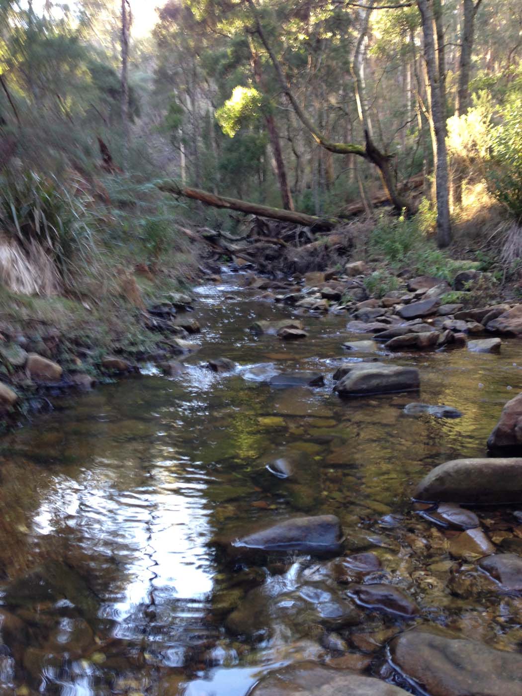 Yankee creek hike (12)