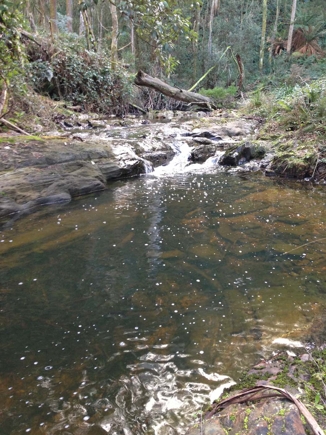 Yankee creek hike (16)