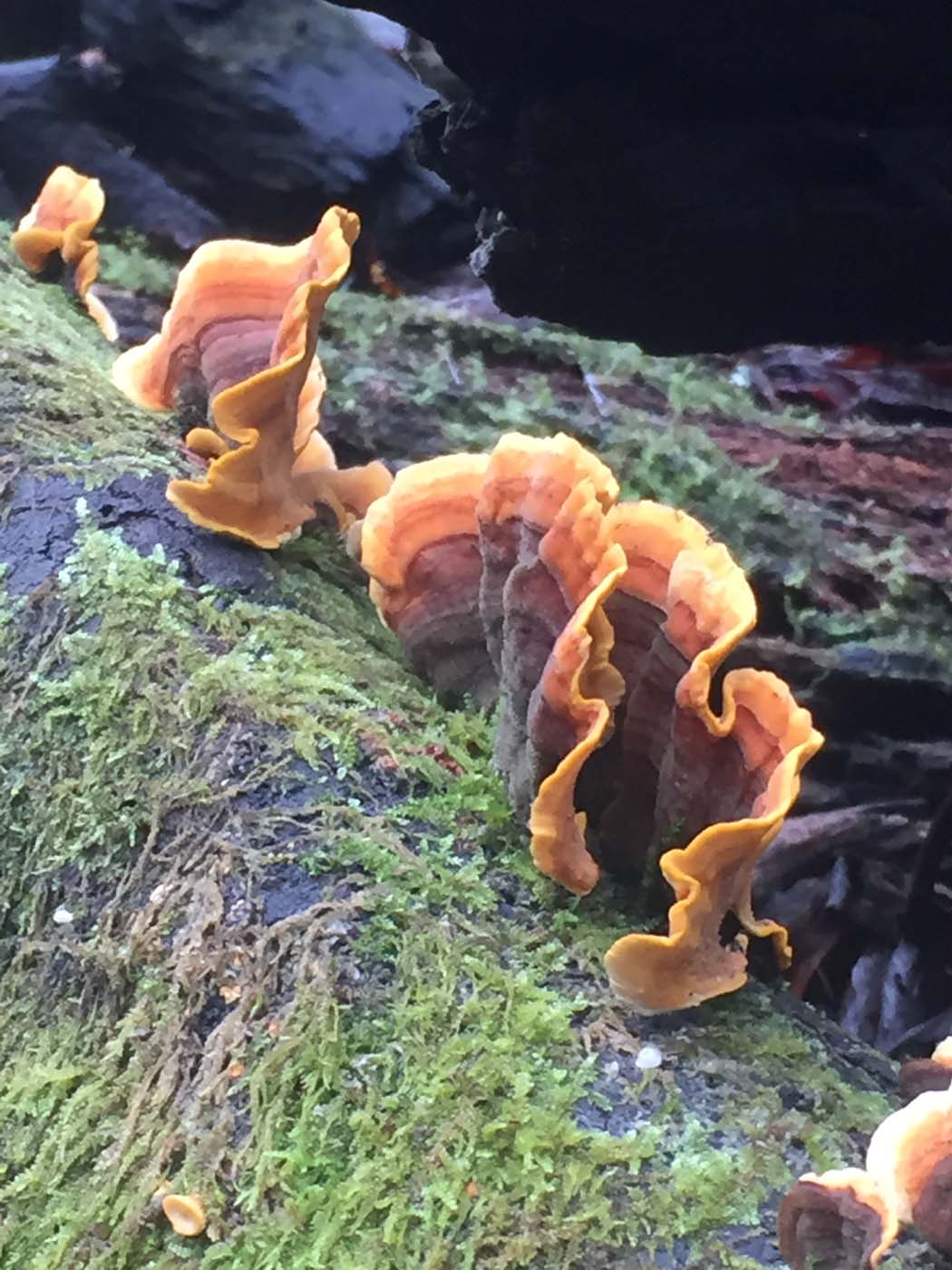 Yankee creek hike (28)