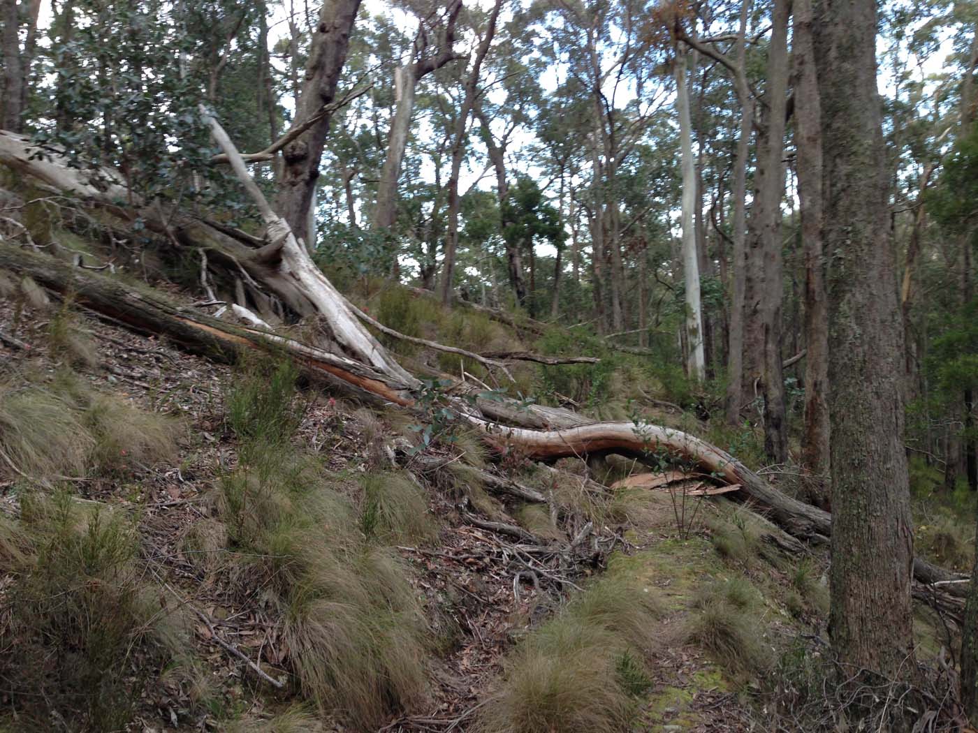 Yankee creek hike (4)