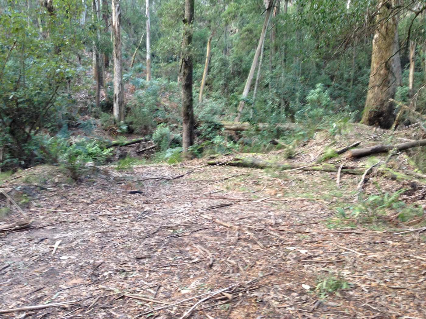 Yankee creek hike (9)