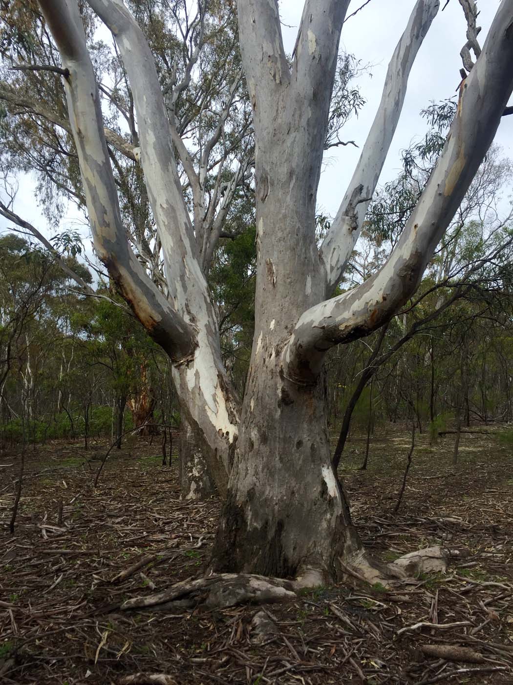 You yangs circuit hike (19)
