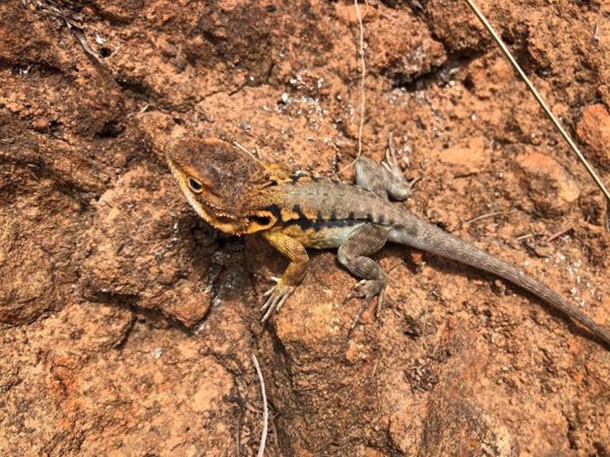 Yurrebilla trail hike (8)