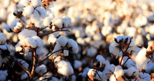 Cotton kills or does it?