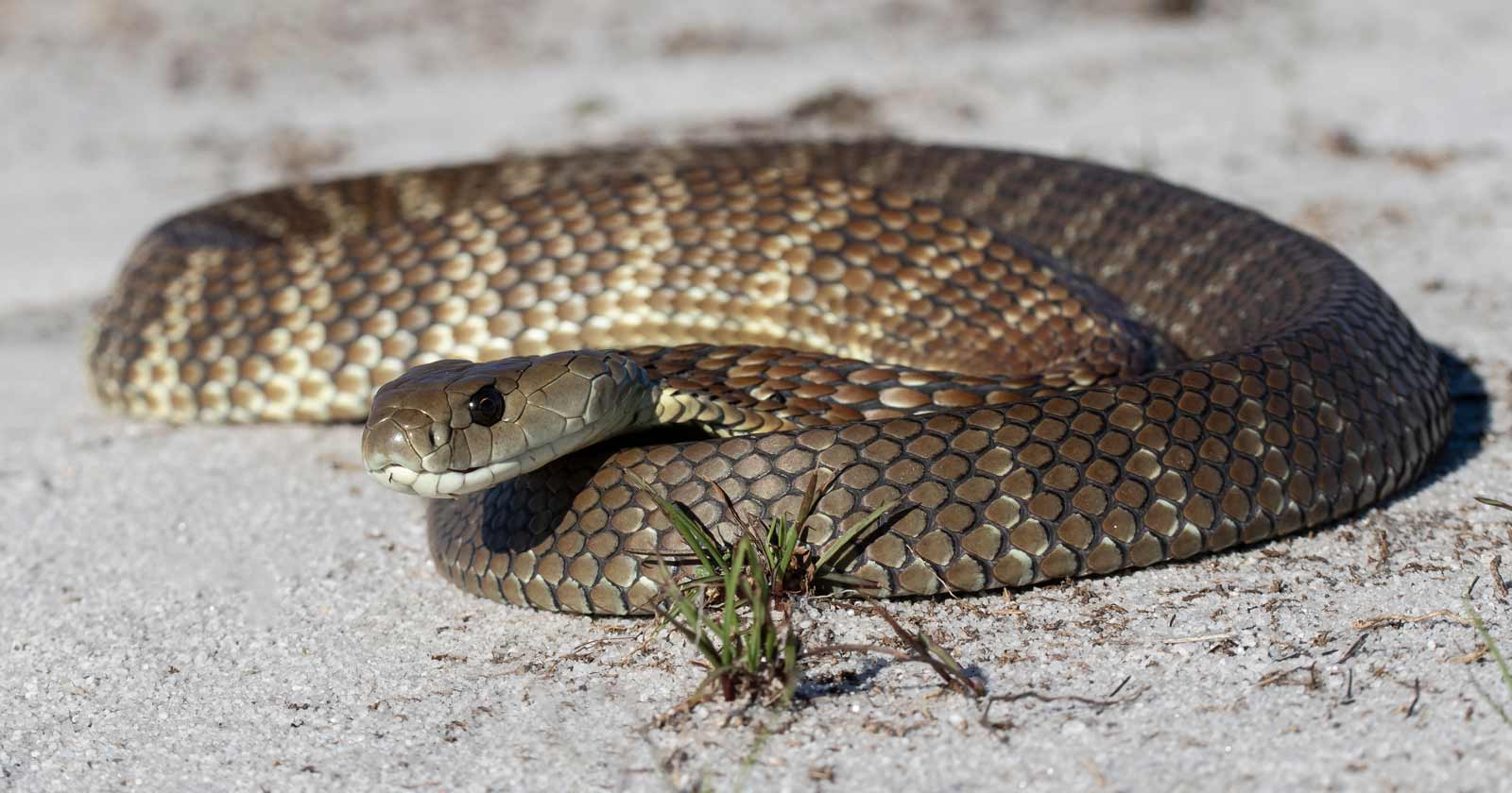 Facts about snake bites and hiking Australian eastern tiger snake