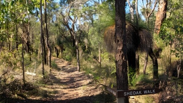 Casuarina Walk (660m) Casuarina walk (660m)