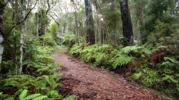 Forest Walking Track - Gibraltar Walk (3.5km) Forest walking track - gibraltar walk (3. 5km)