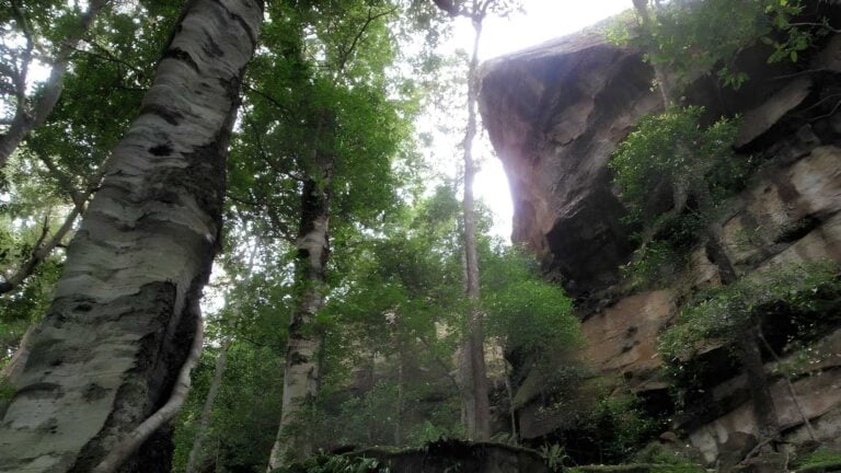 Strickland falls loop trail walk (1. 8km)