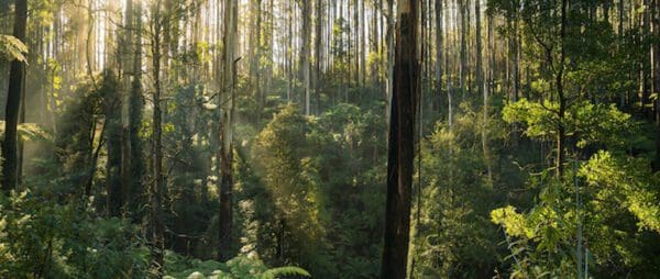 Hikes Trail hiking morley walking track 9 4km 600x254