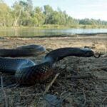 Facts about snake bites