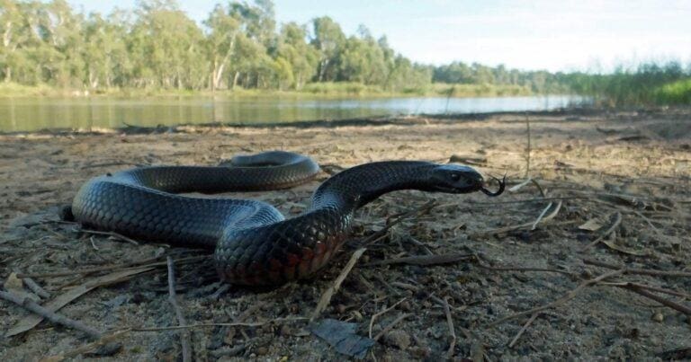 Facts about snake bites