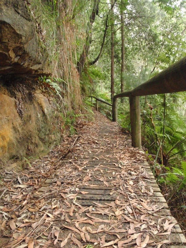 Guringai Walk (1.2km) Guringai walk
