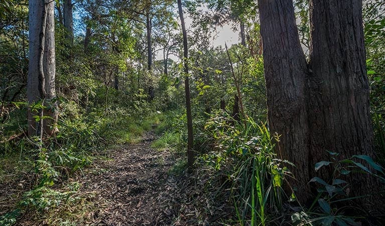 Wallumatta Loop Trail Walk (600m) Wallumatta loop trail trail hiking australia